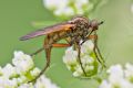 Empis (Pachymeria) scotica